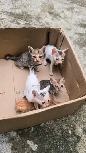 3-6 months Male Purebred American Curl
