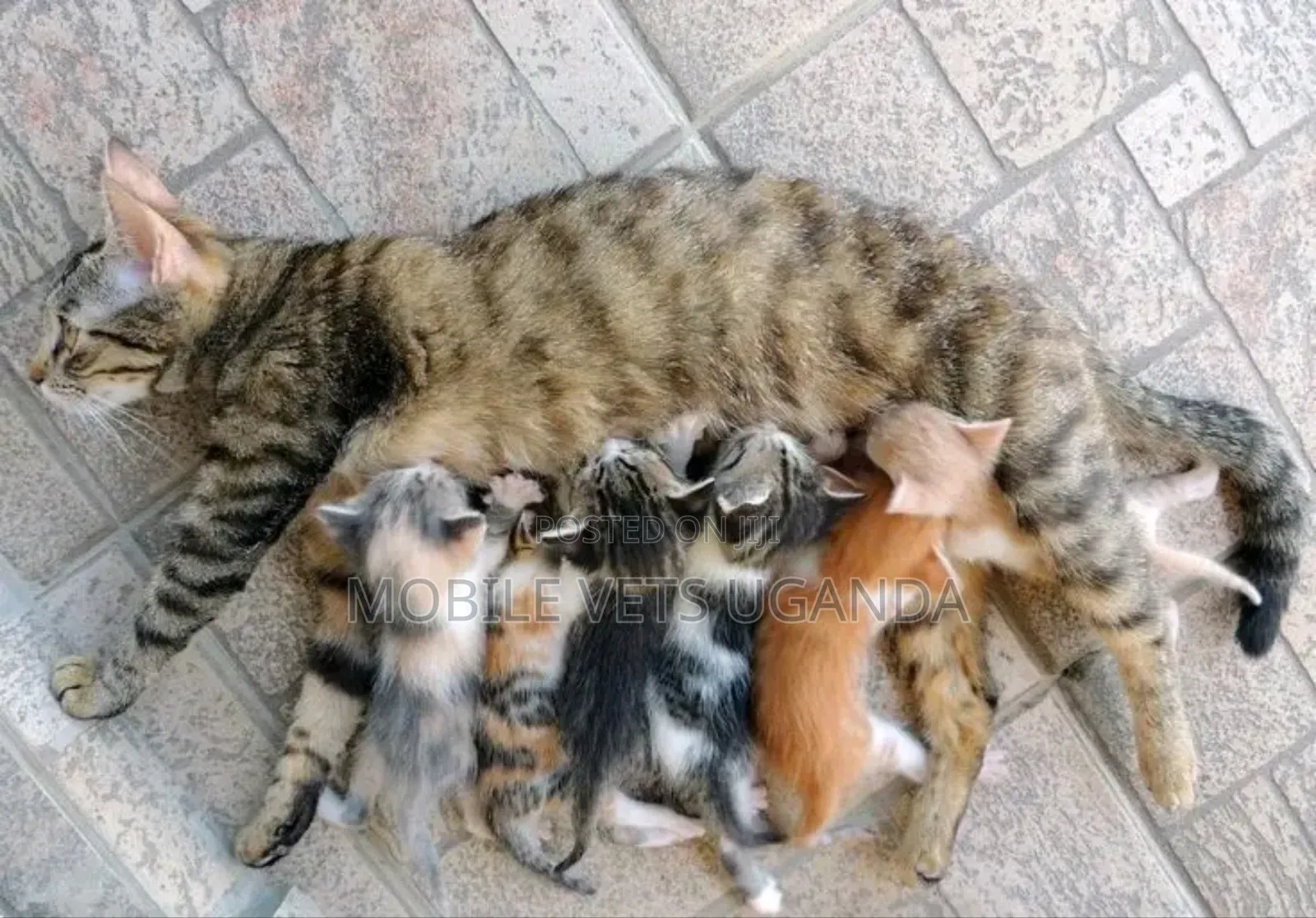 0-1 month Female Purebred Javanese
