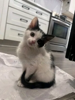 3-6 months Female Purebred Sphynx