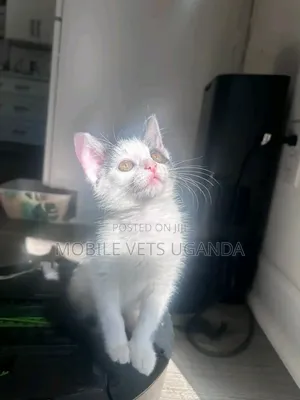 3-6 months Female Purebred Balinese