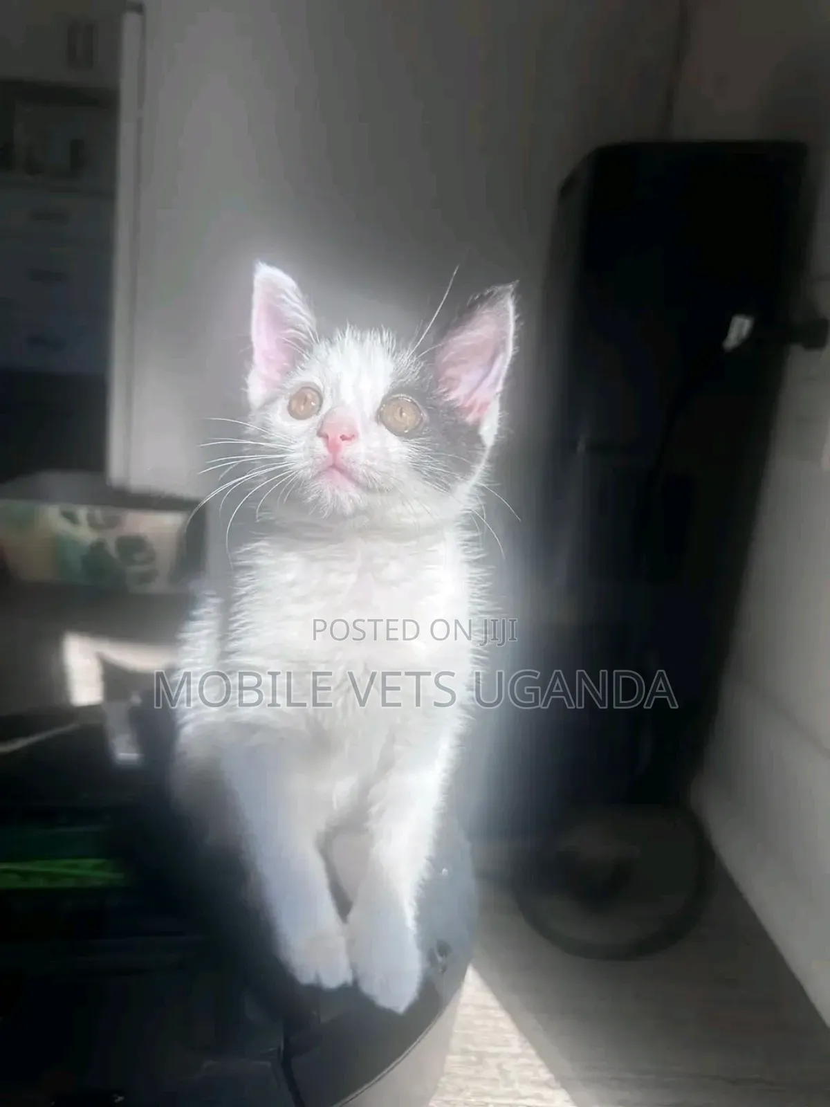 3-6 months Male Purebred Abyssinian