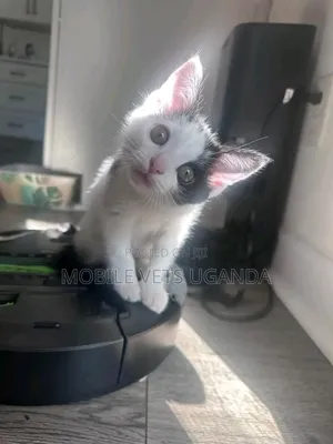 0-1 month Male Purebred Tabby