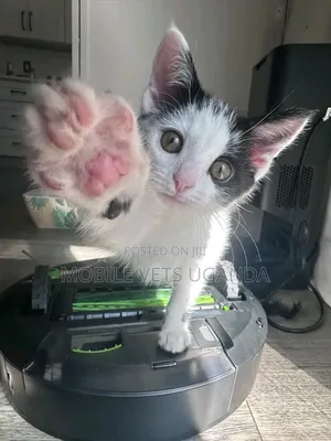 1-3 months Male Purebred Siberian