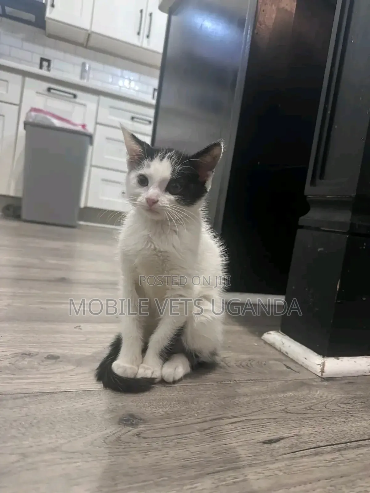 3-6 months Female Purebred Russian Blue