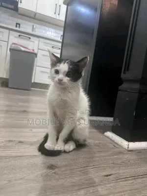 3-6 months Female Purebred Russian Blue