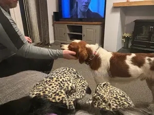 6-12 months Female Purebred Welsh Springer Spaniel
