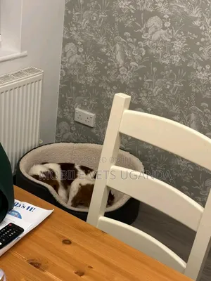 3-6 months Female Purebred English Springer Spaniel