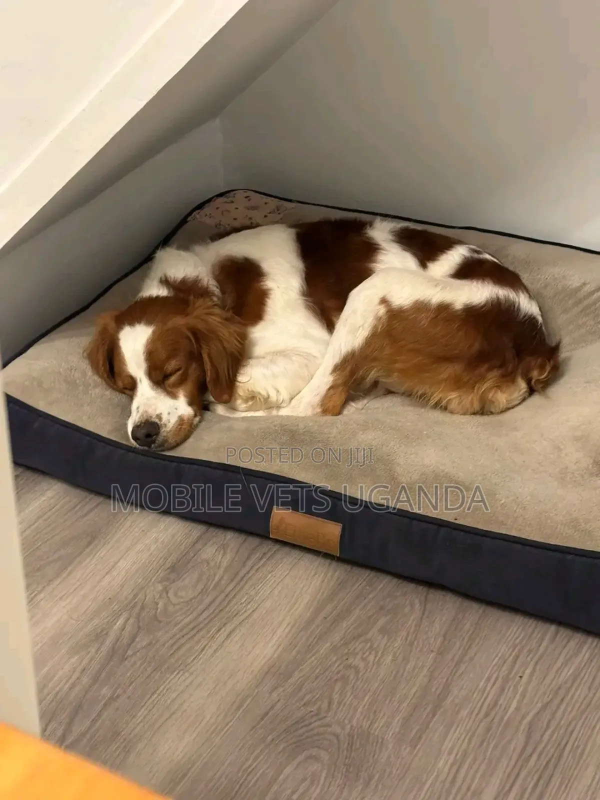 1-3 months Male Purebred Welsh Springer Spaniel