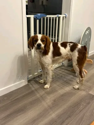 6-12 months Male Purebred English Springer Spaniel