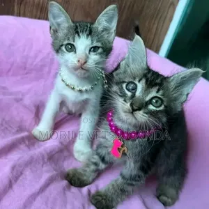 0-1 month Female Purebred Devon Rex