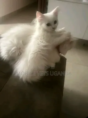 3-6 months Male Purebred Turkish Van