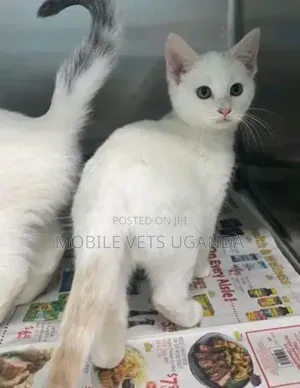 3-6 months Male Purebred Singapura