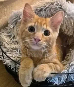 3-6 months Female Purebred Egyptian Mau