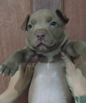 0-1 month Male Purebred American Pit Bull Terrier