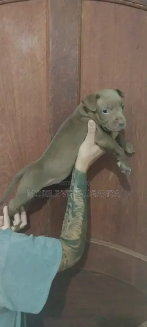 1-3 months Female Purebred American Pit Bull Terrier
