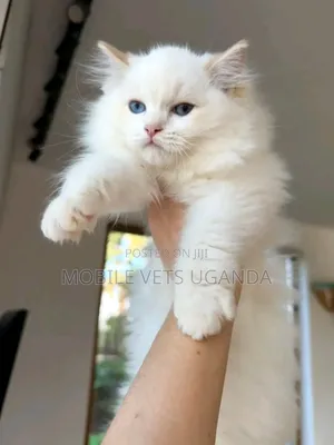 1-3 months Male Purebred Persian