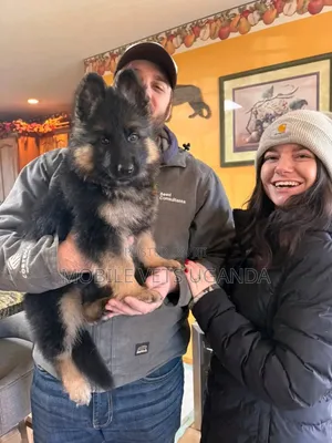3-6 months Male Purebred German Shepherd