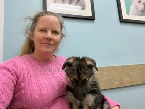 1-3 months Male Purebred German Shepherd