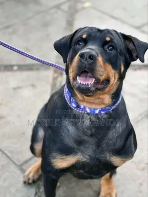 6-12 months Male Purebred Rottweiler