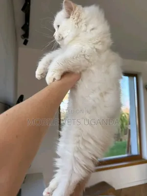 1-3 months Female Purebred Norwegian Forest