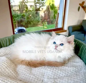 1-3 months Male Purebred British Shorthair