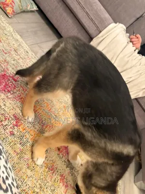 1-3 months Female Purebred German Shepherd