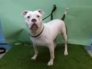 6-12 months Male Purebred American Pit Bull Terrier