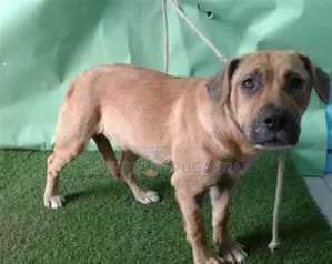 6-12 months Male Purebred Boerboel
