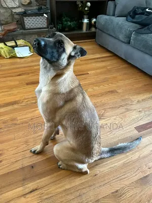 6-12 months Female Purebred German Shepherd