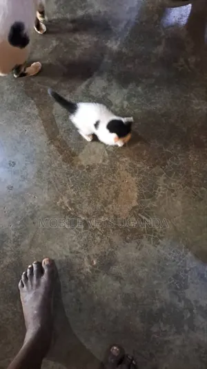 1-3 months Female Purebred Exotic