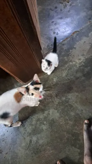 1-3 months Male Purebred American Bobtail