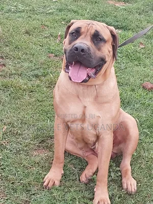 6-12 months Female Purebred Boerboel