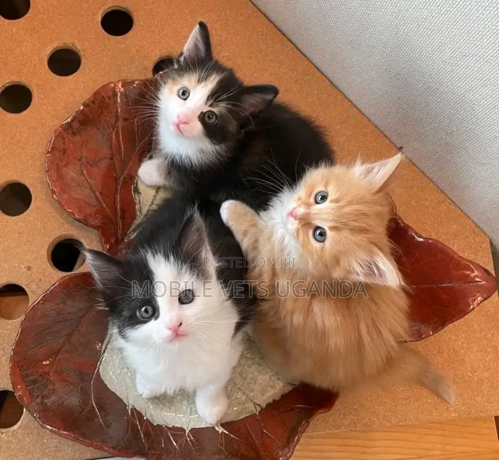 3-6 months Female Purebred Birman