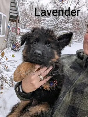 1-3 months Female Purebred German Shepherd