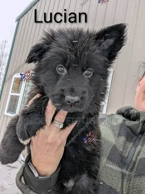 1-3 months Female Purebred German Shepherd