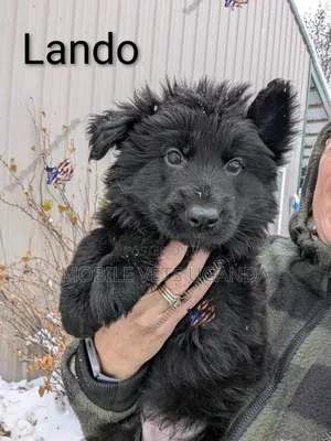 1-3 months Male Purebred German Shepherd