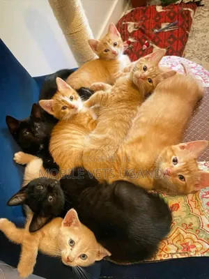1-3 months Female Purebred Javanese