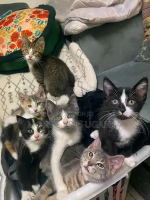 1-3 months Female Purebred Egyptian Mau