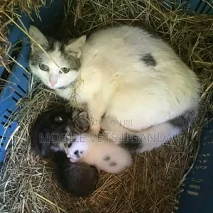 0-1 month Female Purebred Bengal