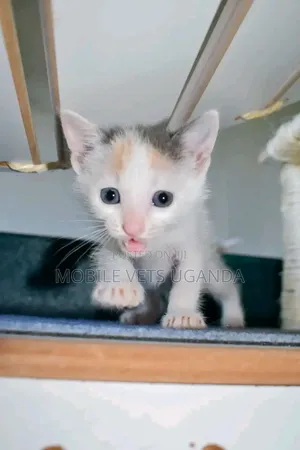 0-1 month Male Purebred Chartreux