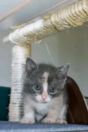 0-1 month Female Purebred Bombay