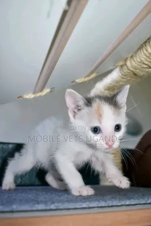 1-3 months Female Purebred European Burmese