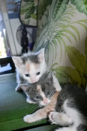 3-6 months Female Purebred Manx