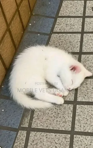 1-3 months Male Purebred Ragdoll