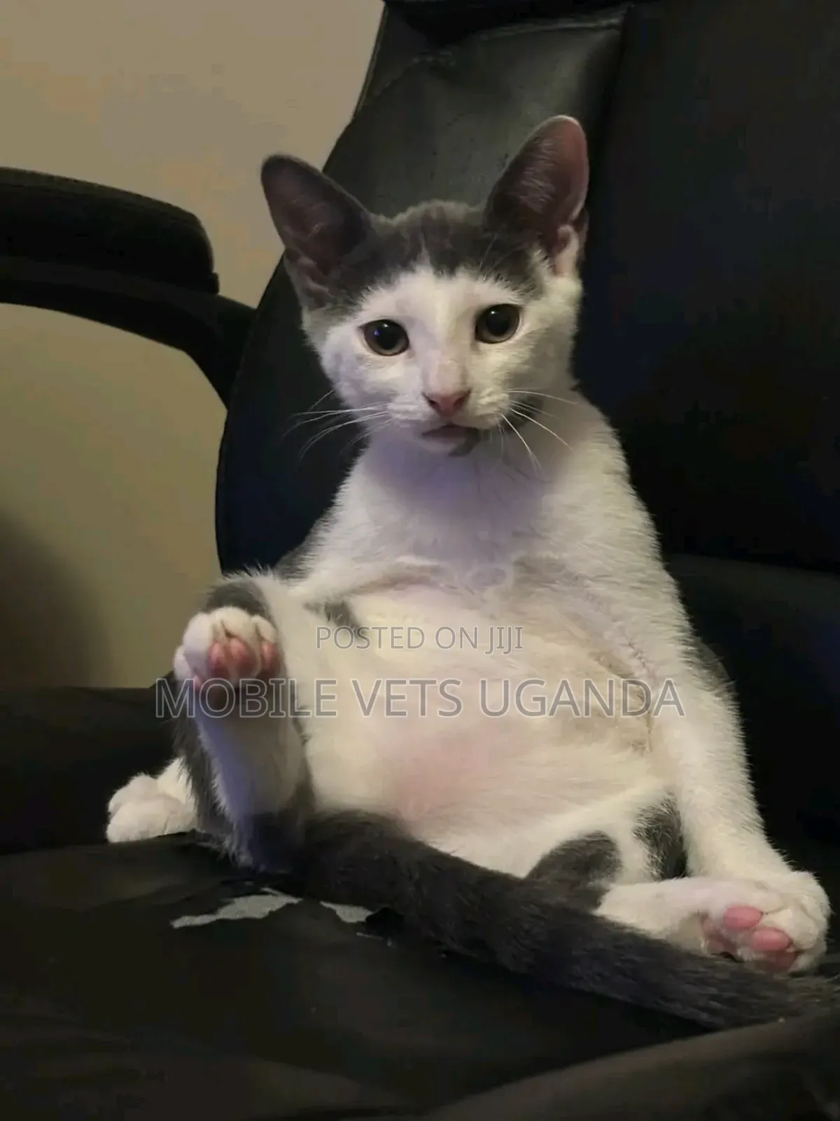 3-6 months Female Purebred Javanese