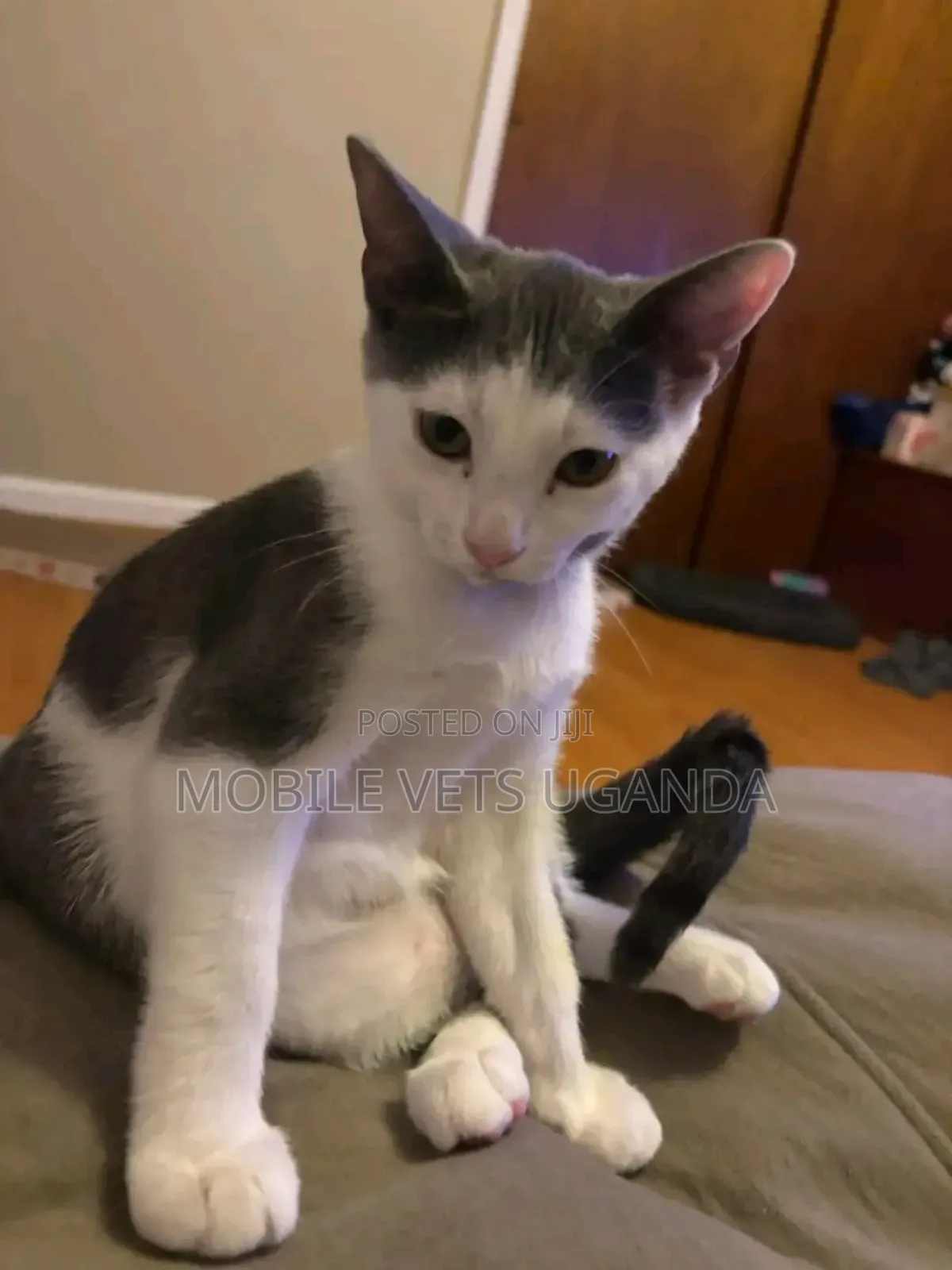 3-6 months Male Purebred Nebelung
