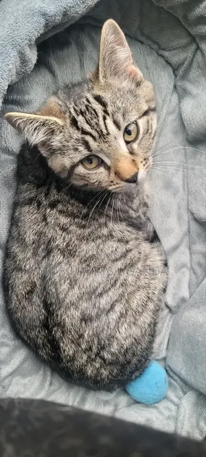 3-6 months Female Purebred Bengal
