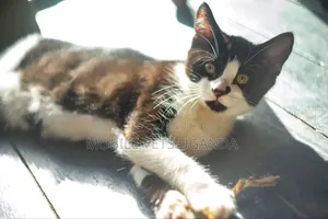 3-6 months Male Purebred Colorpoint Shorthair
