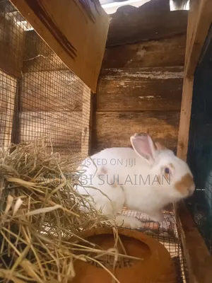 Mature and Younger Rabbits