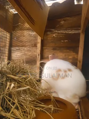 Mature and Younger Rabbits